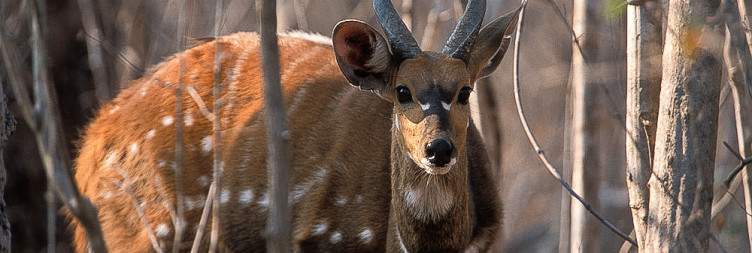 Explore the central Kafue National Park