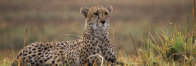 Kafue National Park