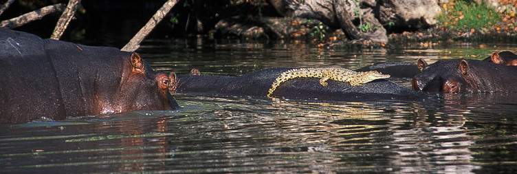 Kafue National Park