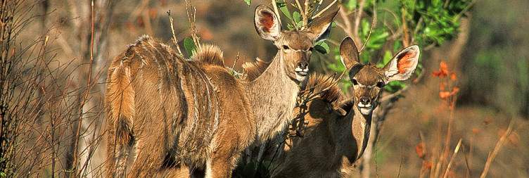 Kafue National Park - central area