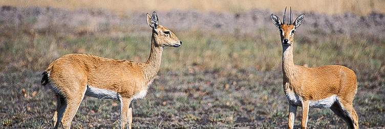 Kafue National Park - Ithezi Thezi