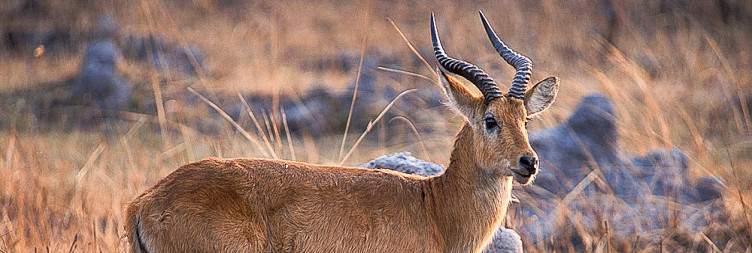 Lusaka to Kafue National Park
