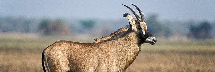 Kafue National Park - Lake Ithezi Thezi