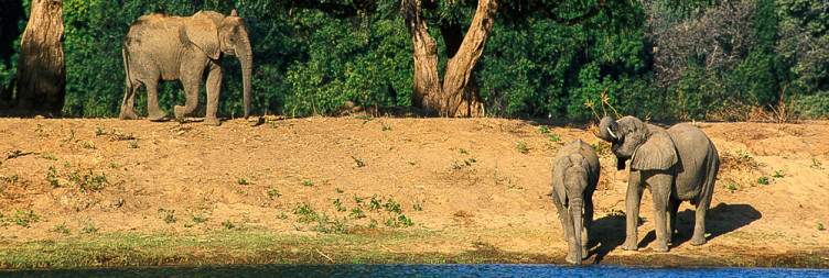 Transfer to Lower Zambezi National Park