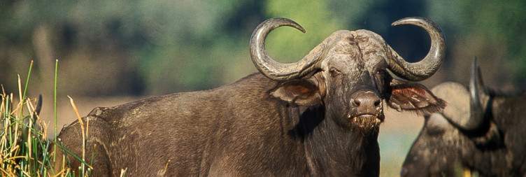Lower Zambezi Wilderness Exploration