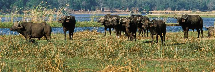 Exploring Lower Zambezi National Park