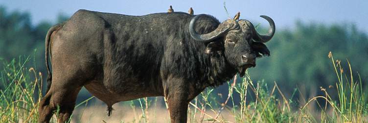 Explore Lower Zambezi National Park from Potato Bush Camp