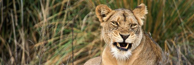 Journey to Lower Zambezi