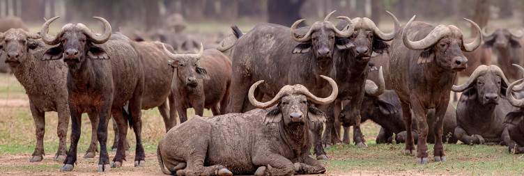 Walk and Game drive in the Lower Zambezi national park