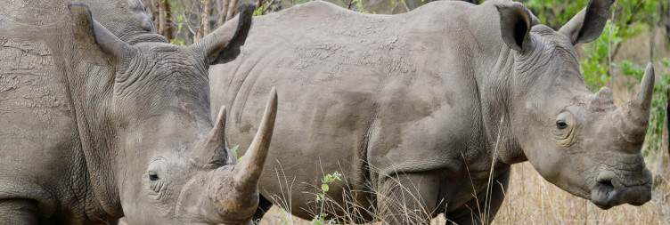 ½-Day Rhino Trekking Adventure-Bush Walk and Game Drive