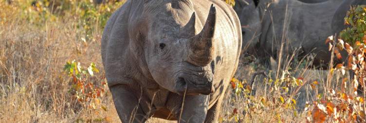 ½-Day Rhino Trekking, Bush Walk and Safari Game Drive