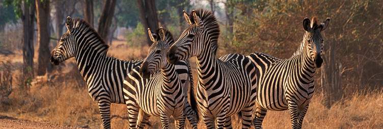Experience Amazing Wildlife in South Luangwa