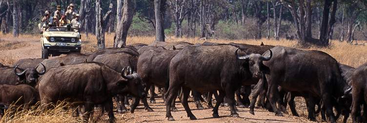 Lusaka to South Luangwa National Park