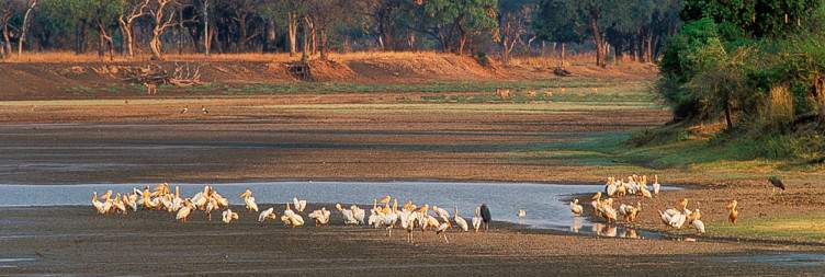 Explore South Luangwa National Park