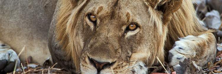 South Luangwa National Park - Shenton Safaris