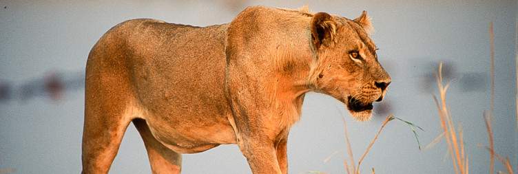The South Luangwa NP Experience