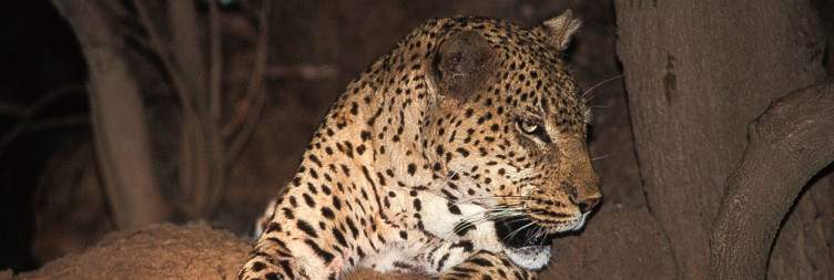 Exploring South Luangwa National Park