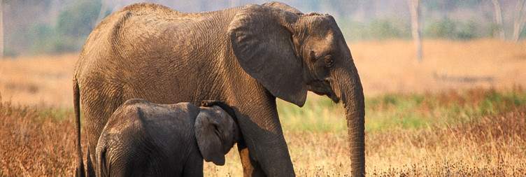 South Luangwa National Park