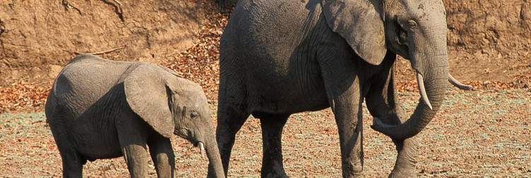 Game Drives