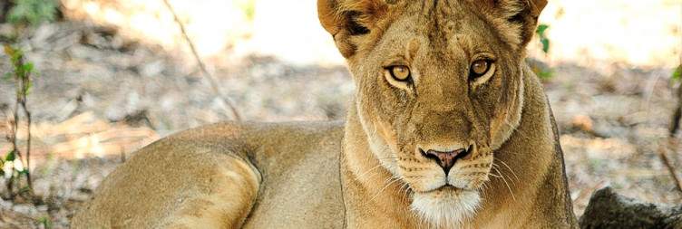 Game Drives in South Luangwa National Park