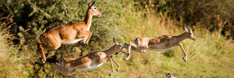 Domestic Flight to Lusaka - South Luangwa NP