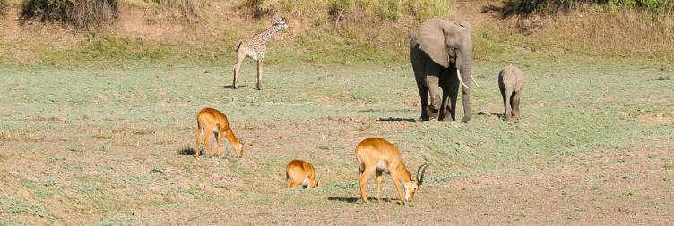 Transfer to Kakuli Camp, South Luangwa National Park