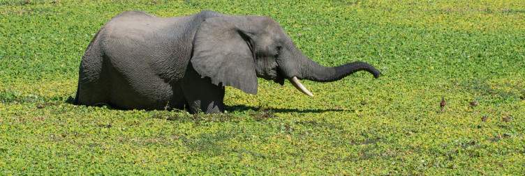 Discover South Luangwa
