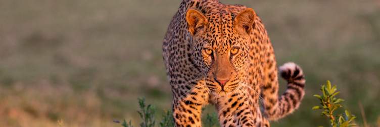 Morning Safari and Riverside Leisure