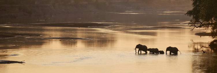 More Game Drives in South Luangwa National Park