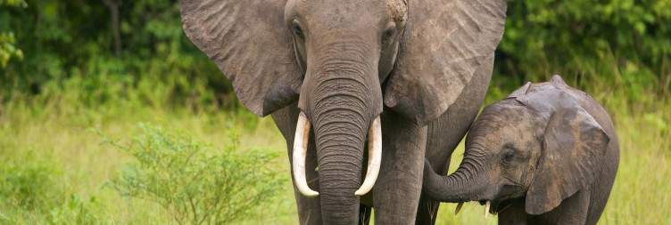 Transfer to South Luangwa National Park