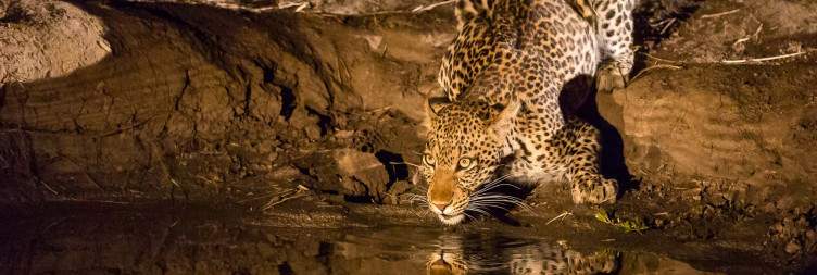 More of Game Drives