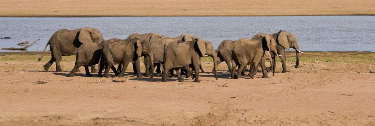 South Luangwa NP- Mfuwe area