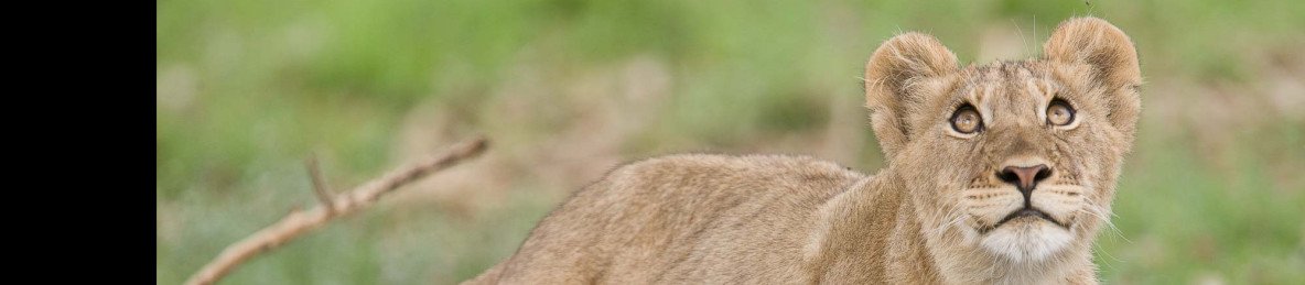 10-Day Zambia Wild Escape