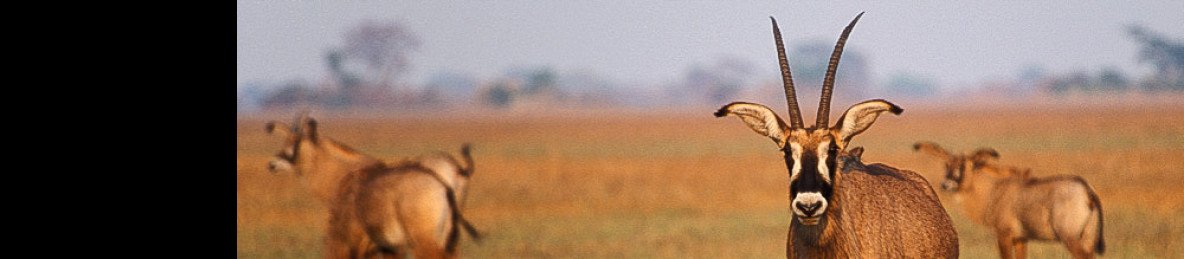 6-Day Budget Camping Safari Through Kafue National Park