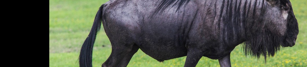 19-Day Wildebeest Safari - the Western Circuit