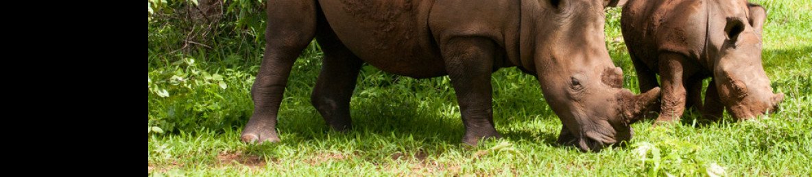 ½-Day Mosi-Oa-Tunya Rhino Safari Experience