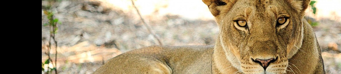 4-Day South Luangwa Adventure