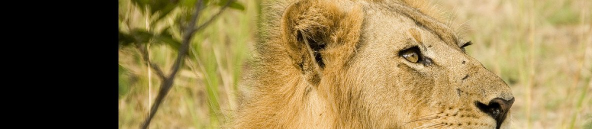 6-Day South Luangwa Wild Elegance