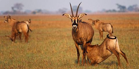 Budget camping Bordering Kafue NP without fences – Lunch & Dinner Included