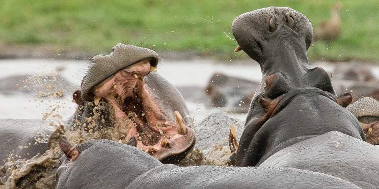 4-Day Rustic South Luangwa Safari