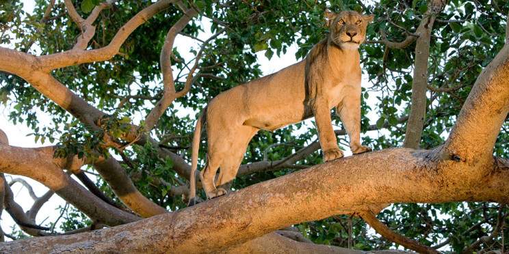 4-Day Central Kafue Get Away