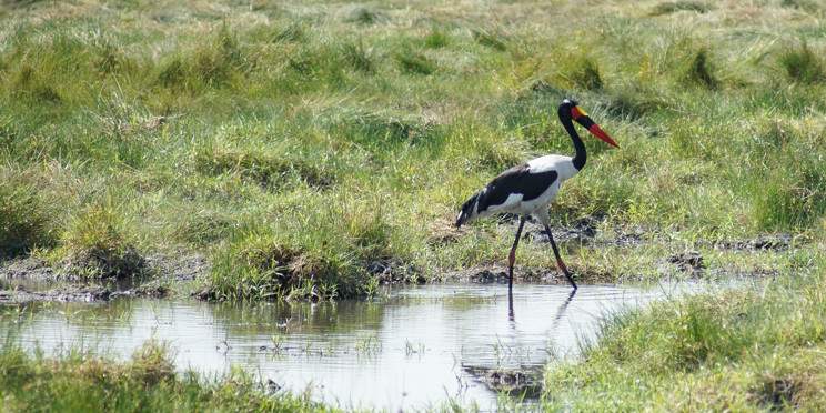 8-Day Liuwa Camping Trip to the Wild West of Zambia