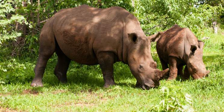 ½-Day Mosi-Oa-Tunya Rhino Safari Experience