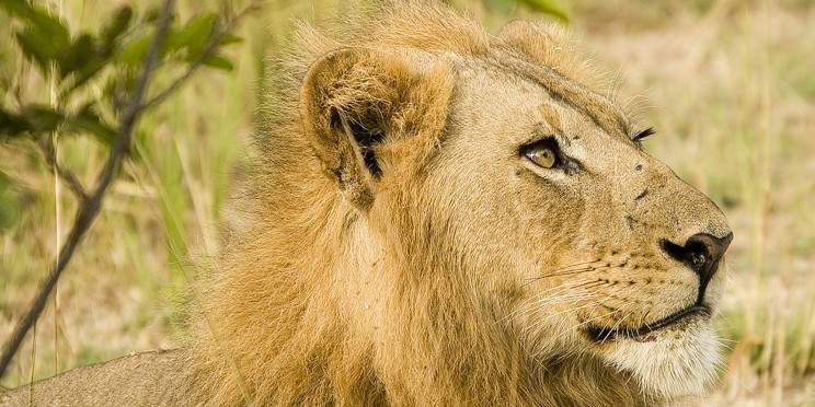 6-Day South Luangwa Wild Elegance