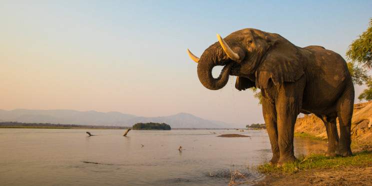 7-Day Best of Zambia All Inclusive Luxury Safari