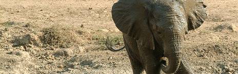 6-Day Fly in Mana Pools - Authentic Heart of Real Africa