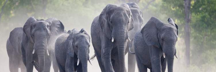 Arrival and Transfer to Hwange National Park