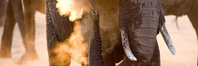 Transfer to Hwange National Park - Let the Safari Begin