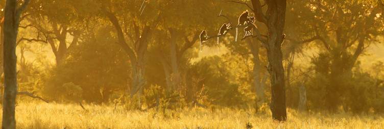 Depart for Hwange - Deteema Springs