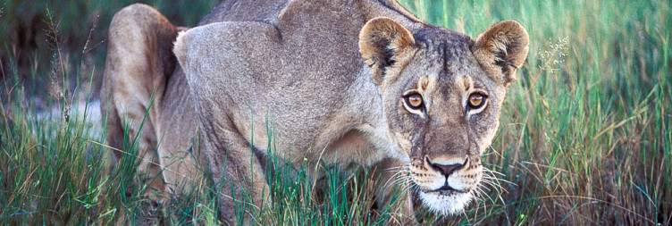 Hwange Safari expedition
